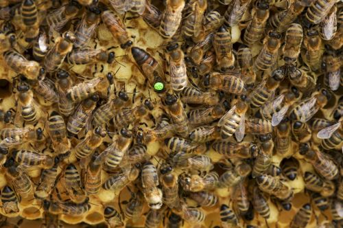 bees queen bee beehive