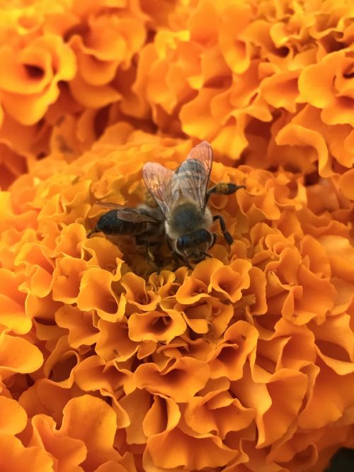 bees flowers orange