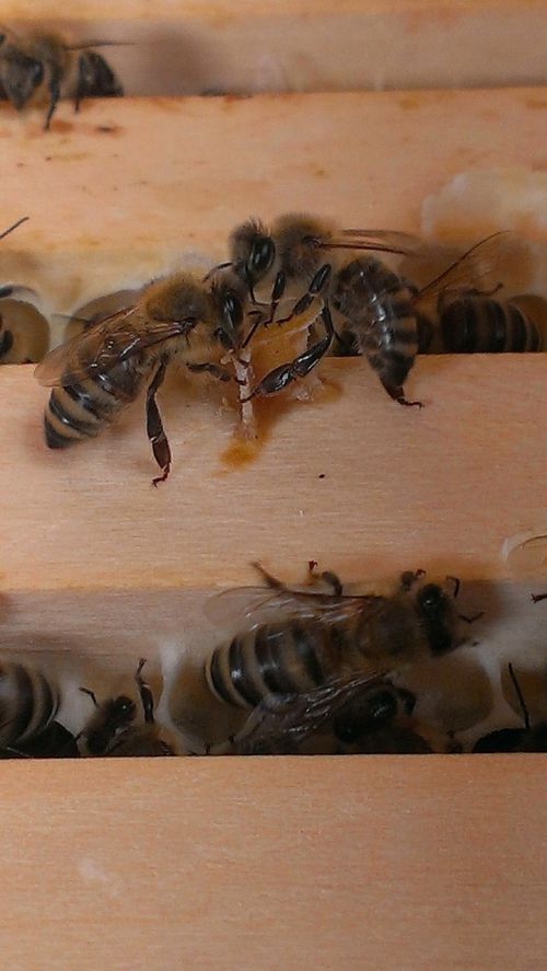 bees honeycomb wood