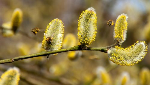 bees willow catkin spring