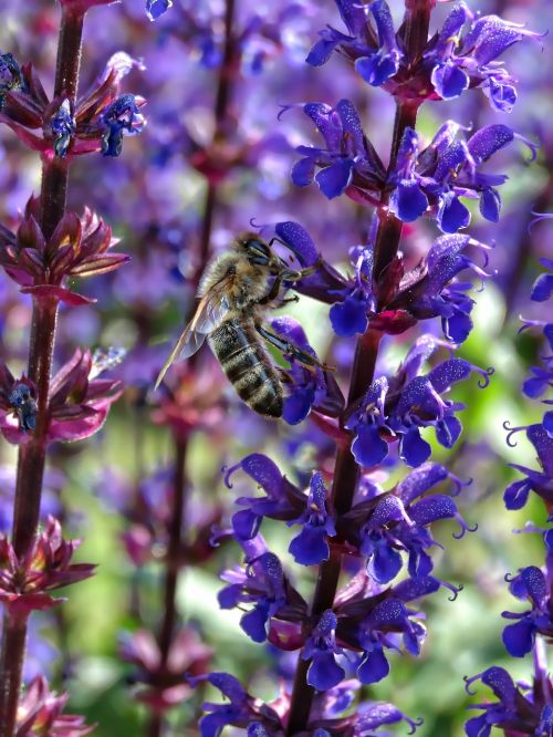 bees bee macro