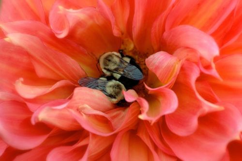 bees insects nature
