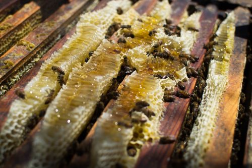 bees nature beekeeping
