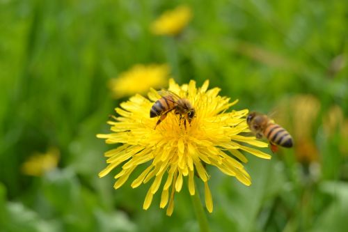 bees flower insect