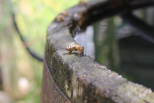 bees water barrel