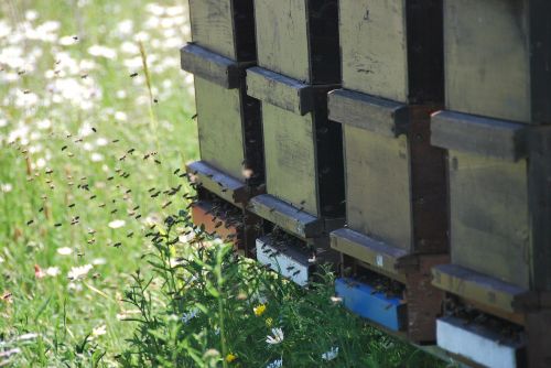 bees summer honey