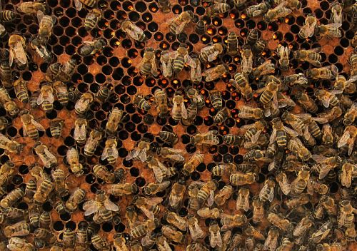 bees honey honey bee