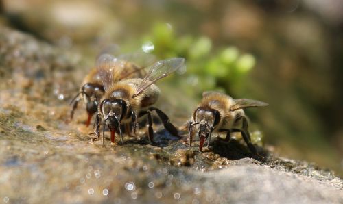 bees drink water