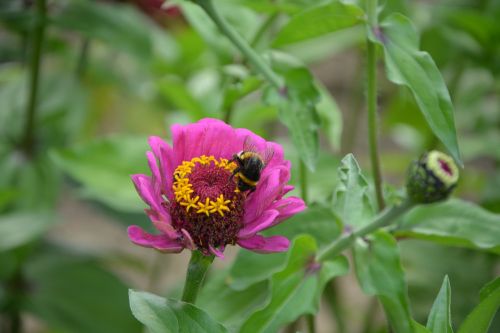 bees insect flower