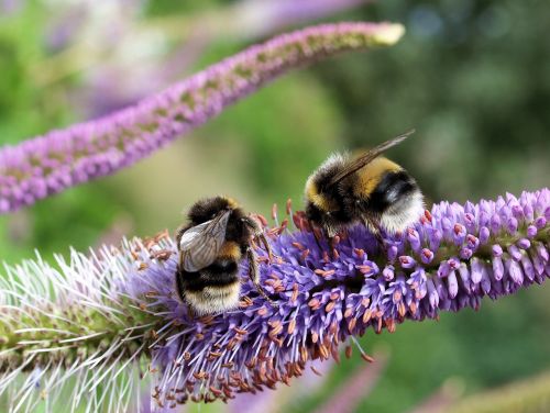 bees flower garden