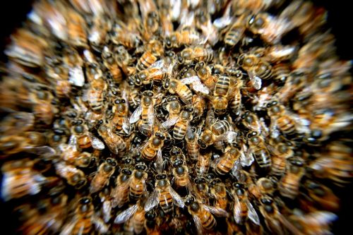 bees swarm insects