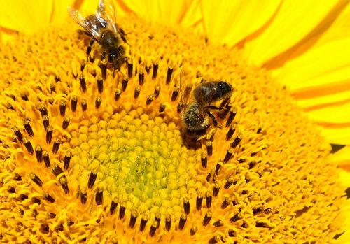 bees sun flower yellow