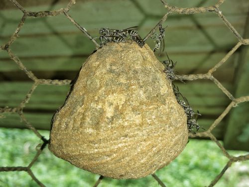 bees nest chicken wire