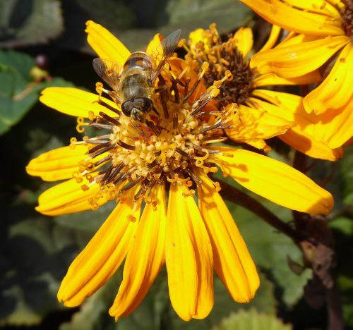 bees summer flower