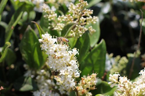 bees flower nature