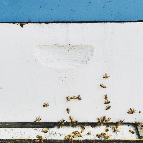 bees  honey  spring