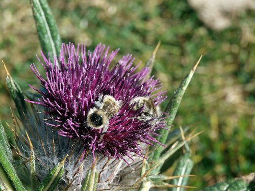 bees  pollen  flowering