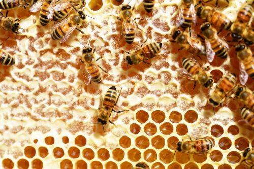 bees honey honey bees