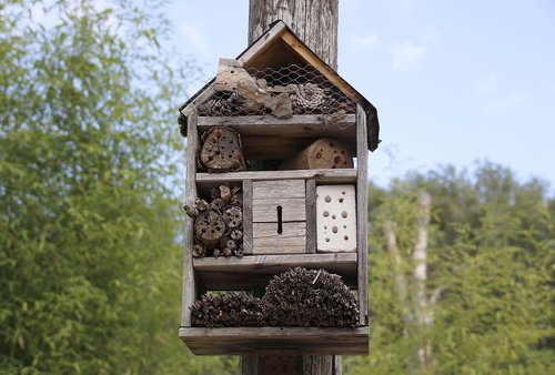 bees  house  nature
