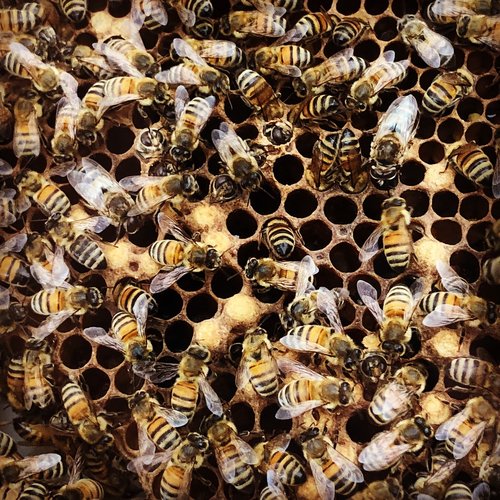 bees  honey bee  hatching