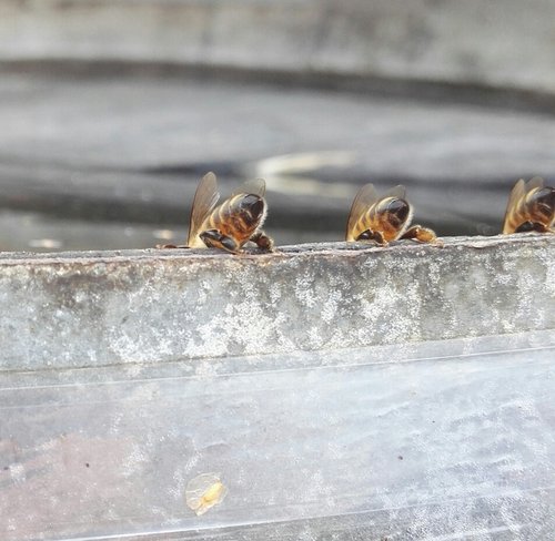 bees  drink  insects