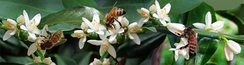bees  insects  kumquat