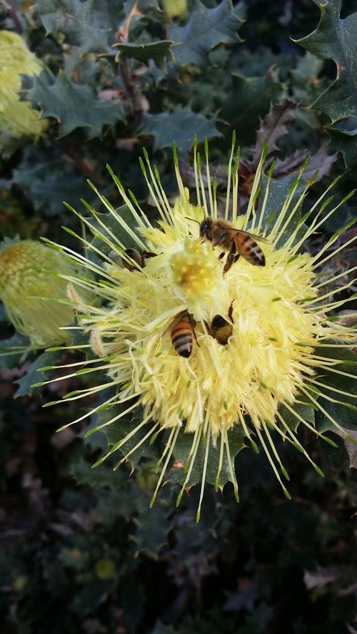 bees  flower  yellow