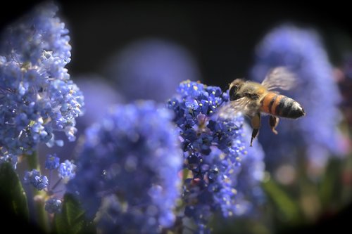 bees  spring  flowers