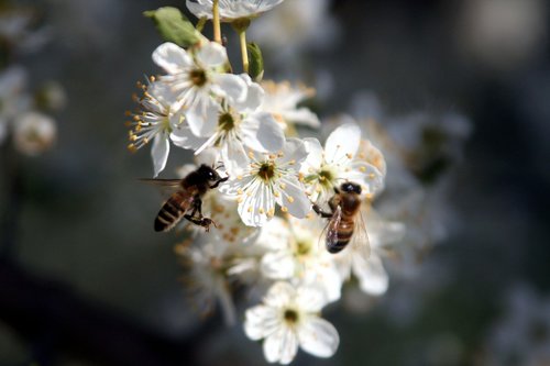 bees  foraging  nature