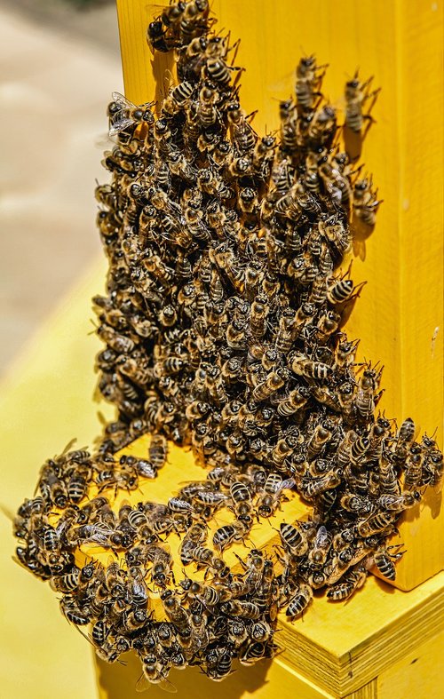 bees  nature  animals