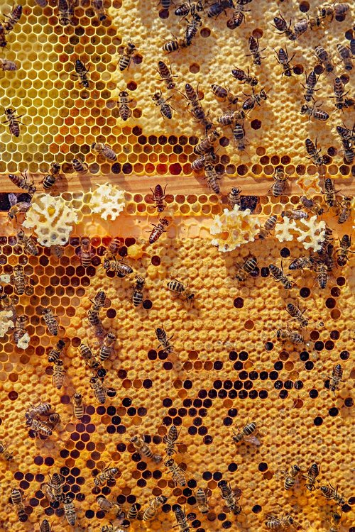 bees  nature  animals