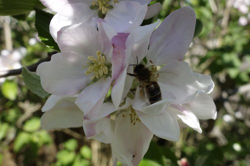 bees  nectar  spring