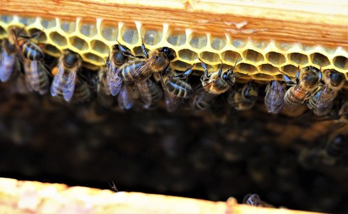 bees  hive  honey