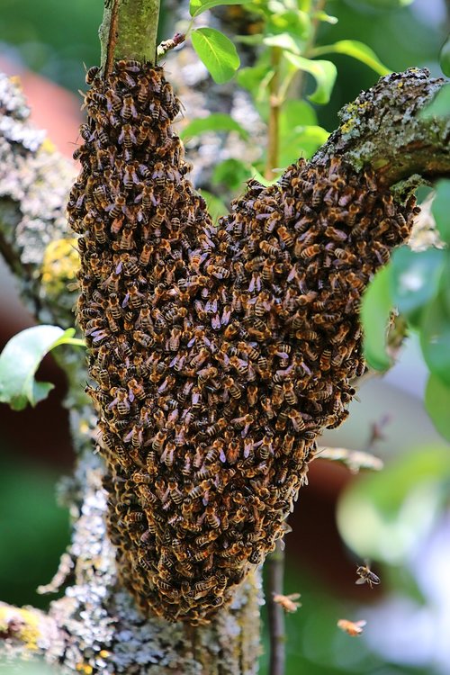 bees  swarm  tree