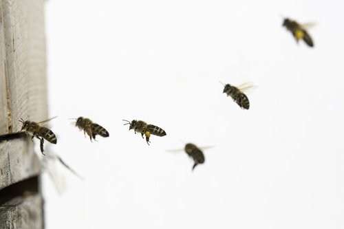 bees  flying  bee