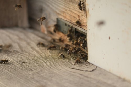 bees  honey  nature