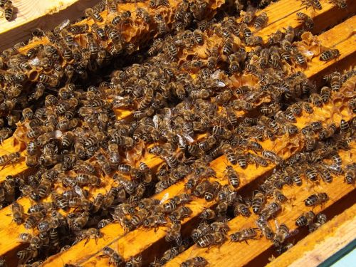 bees beehive beekeeping