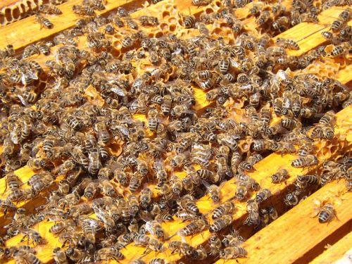 bees beehive beekeeping