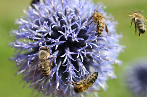 bees blossom bloom