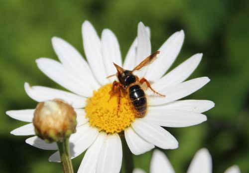 bees honey flower