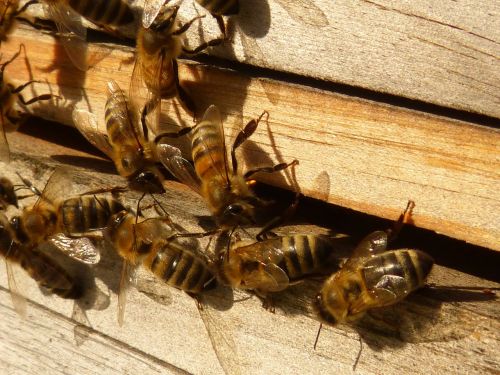 bees honey bees apis mellifera