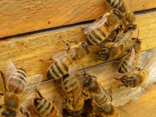 bees honey bees apis mellifera