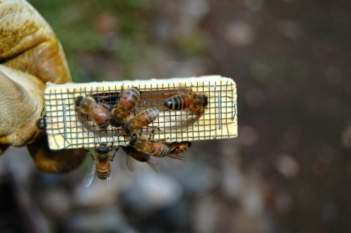 bees queen cage beekeeping