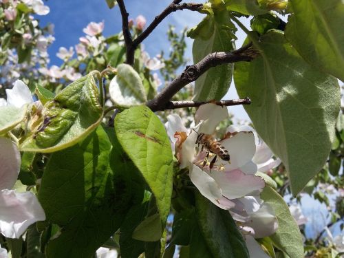 bees flowers nature