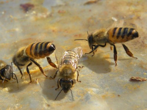 bees honey bees animals
