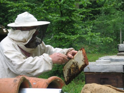 bees beekeeping honey
