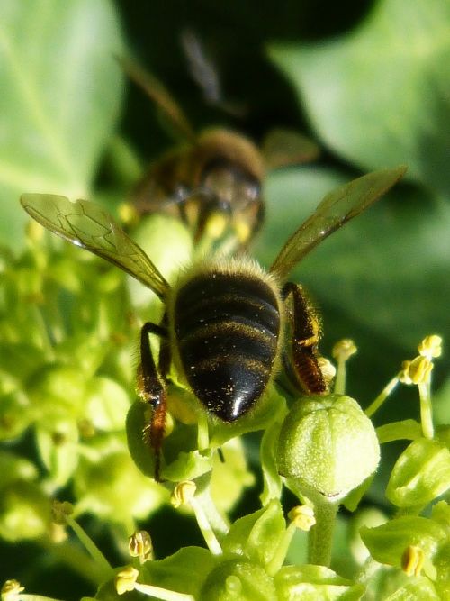 bees sucking insects