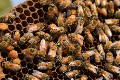 bees hive queen bee