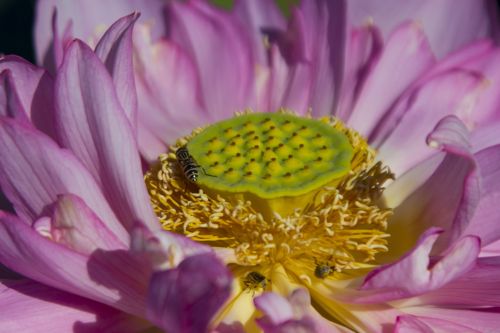 Bees And Lotus #1