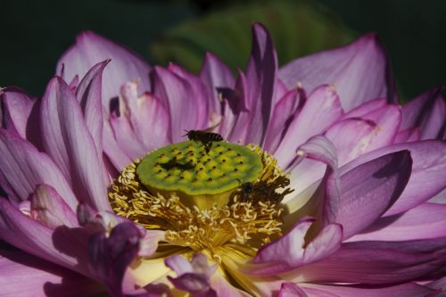 Bees And Lotus